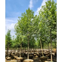 PLATANUS ACE EXCLAMATION