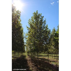 PLATANUS ACE EXCLAMATION