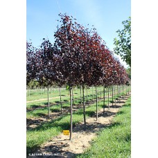 PRUNUS CANADA RED SELECT