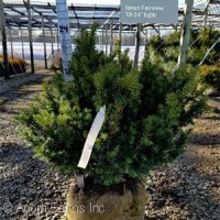 TAXUS MEDIA FAIRVIEW TAXUS MEDIA FAIRVIEW