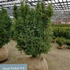 TAXUS MEDIA HICKSII