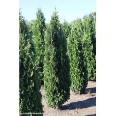 THUJA OCC DEGROOTS SPIRE