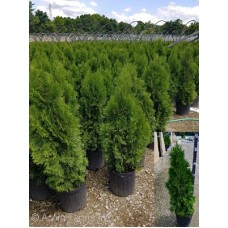 THUJA OCC SMARAGD