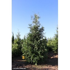 THUJA PLI GREEN GIANT