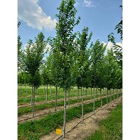 ULMUS NEW HORIZON