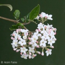 VIBURNUM BURKWOODII