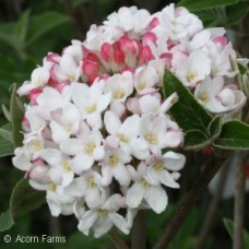 VIBURNUM JUDDII