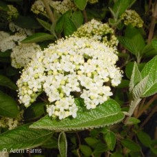 VIBURNUM LANTANA MOHICAN