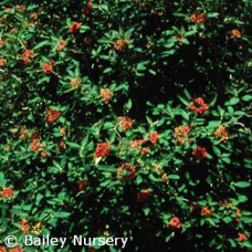 VIBURNUM RHY ALLEGHANY