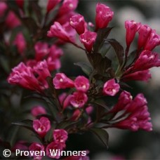 WEIGELA FLO WINE AND ROSES