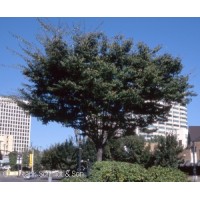 ZELKOVA SER GREEN VASE
