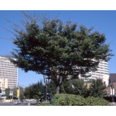 ZELKOVA SER GREEN VASE