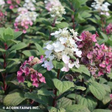 HYDRANGEA PAN LITTLE QUICKFIRE