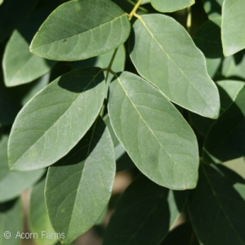 Details about    20 AMUR MAACKIA " STARBURST " SEEDS Maackia amurensis 