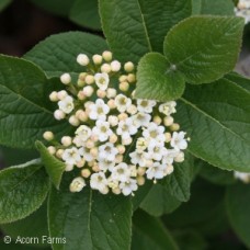 VIBURNUM EMERALD TRIUMPH