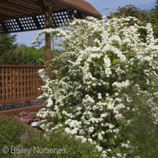 SPIRAEA VAN FIREGOLD