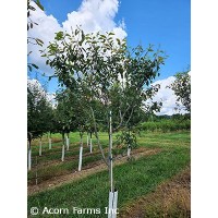 AMELANCHIER GRA PRINCESS DIANA
