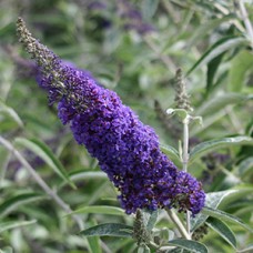 BUDDLEIA DAV BLACK KNIGHT