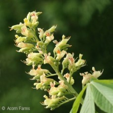 AESCULUS ARN AUTUMN SPLENDOR