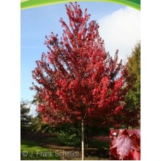 ACER RUB BRANDYWINE