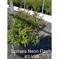 SPIRAEA JAP NEON FLASH