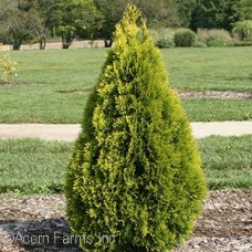 THUJA OCC JANED GOLD