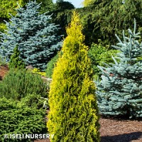 THUJA OCC JANTAR
