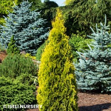 THUJA OCC JANTAR