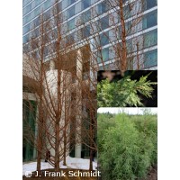 TAXODIUM DIS SHAWNEE BRAVE