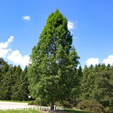 TAXODIUM DISTICHUM