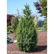 JUNIPERUS CHI STAR POWER