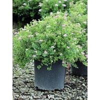 SPIRAEA JAP LITTLE PRINCESS