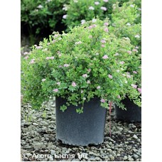 SPIRAEA JAP LITTLE PRINCESS