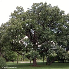 QUERCUS MACROCARPA