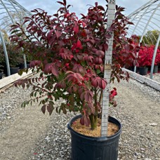 EUONYMUS ALA COMPACTUS