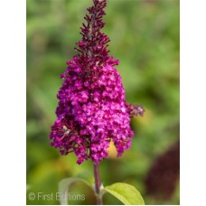 BUDDLEIA DAV FUNKY FUCHSIA