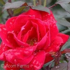 ROSA KNOCK OUT DOUBLE RED SHR