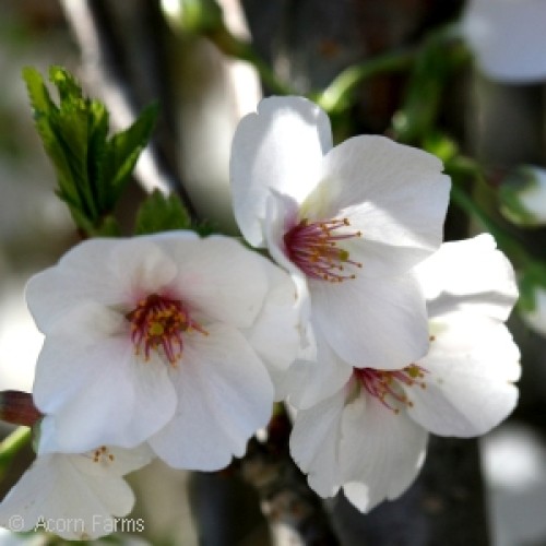 SNOW GOOSE ORNAMENTAL CHERRY