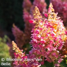 HYDRANGEA PAN FLARE