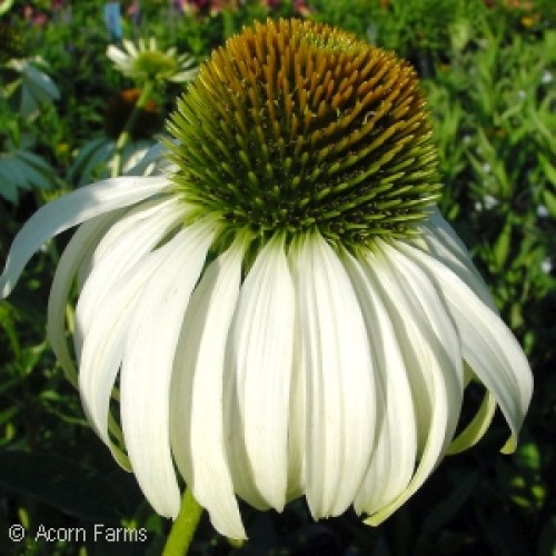 WHITE SWAN CONEFLOWER