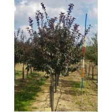 MALUS CARDINAL