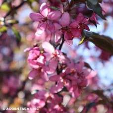 MALUS ROYAL RAINDROPS