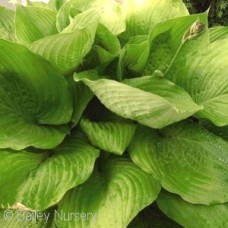 HOSTA SUM & SUBSTANCE
