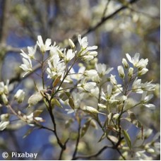 AMELANCHIER CAN RAINBOW PILLAR