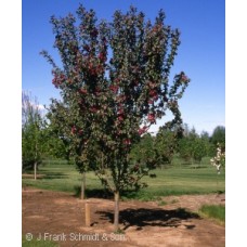 MALUS RED BARON