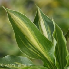 HOSTA LAKESIDE PAISLEY PRINT