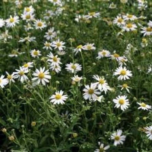 DAISY MAE JAPANESE ASTER