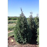 THUJA OCC NIGRA