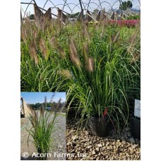 PENNISETUM ALO RED HEAD