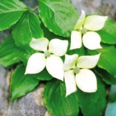 CORNUS KOUSA MILKY WAY